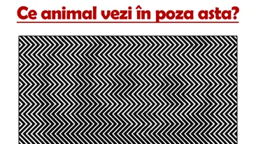 Video-TEST IQ | Ce animal vezi în poza asta? Doar geniile îl observă!