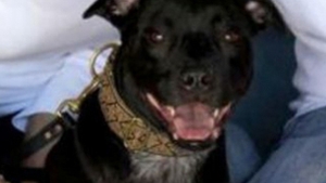 Asta da patanie! Cainele le-a mancat 1.000 de dolari si i-a lasat cu rata la banca neplatita! Citeste o poveste incredibila!