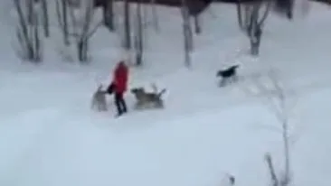 VIDEO O fata este atacata de o haita de caini... si nu traieste in Romania