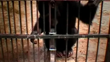 Fabula lui Esop, rezolvata de cimpanzei! Maimutele au fost mai rapide decat niste copii!