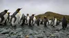 Dispar pinguinii imperiali? Avertismentul alarmant al experților: Antarctica se schimbă dramatic