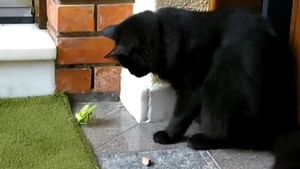Mamifere vs. insecte: vezi lupta palpitantă dintre o pisică şi o călugăriţă!  