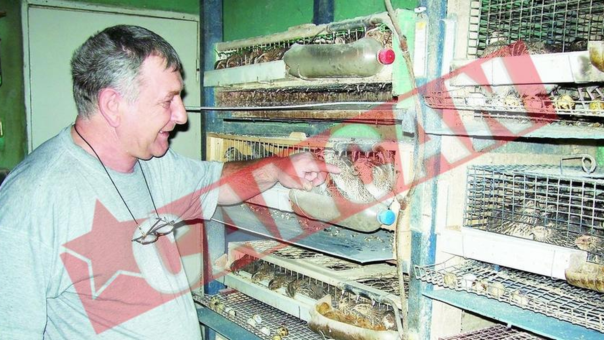 Creste 500 de prepelite in apartament