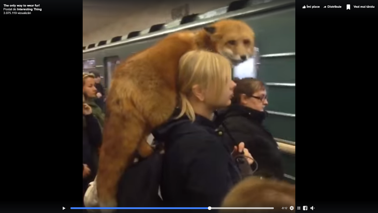 Găina Iuliei Albu e minciună! Imagini uluitoare cu femeia care poartă o vulpe pe umăr, în stația de metrou VIDEO