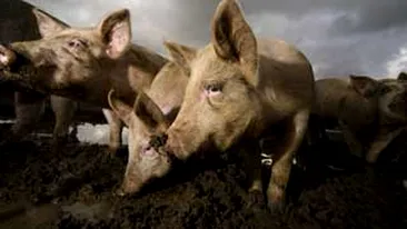 Autoritatile din Taiwan vor sa invete porcii sa-si faca nevoile la toaleta