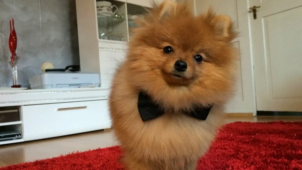 Și animalele iau coronavirus! Un câine a fost confirmat cu virusul apărut în China, după ce stăpâna lui a fost infectată