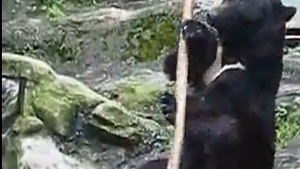 VIDEO Ursul care face Kung Fu asemeni unui profesionist!
