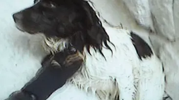 Un caine a cazut de la 92 de metri si a supravietuit