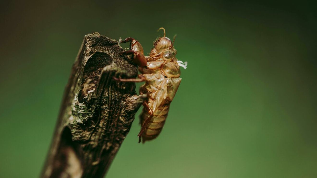 Zgomotul verii care împarte turiștii în două tabere: de ce cicadele și greierii cântă atât de tare și ce ascund sunetele vacanțelor mediteraneene