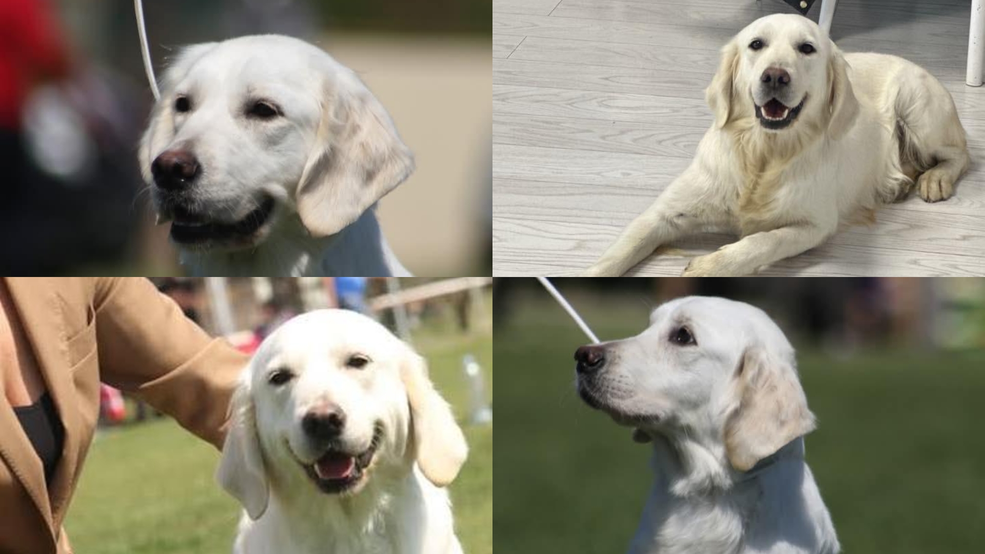 Katrina, o căţeluşă Golden Retriever, este căutată de oamenii din 3 orașe. Stăpânii oferă o recompensă generoasă