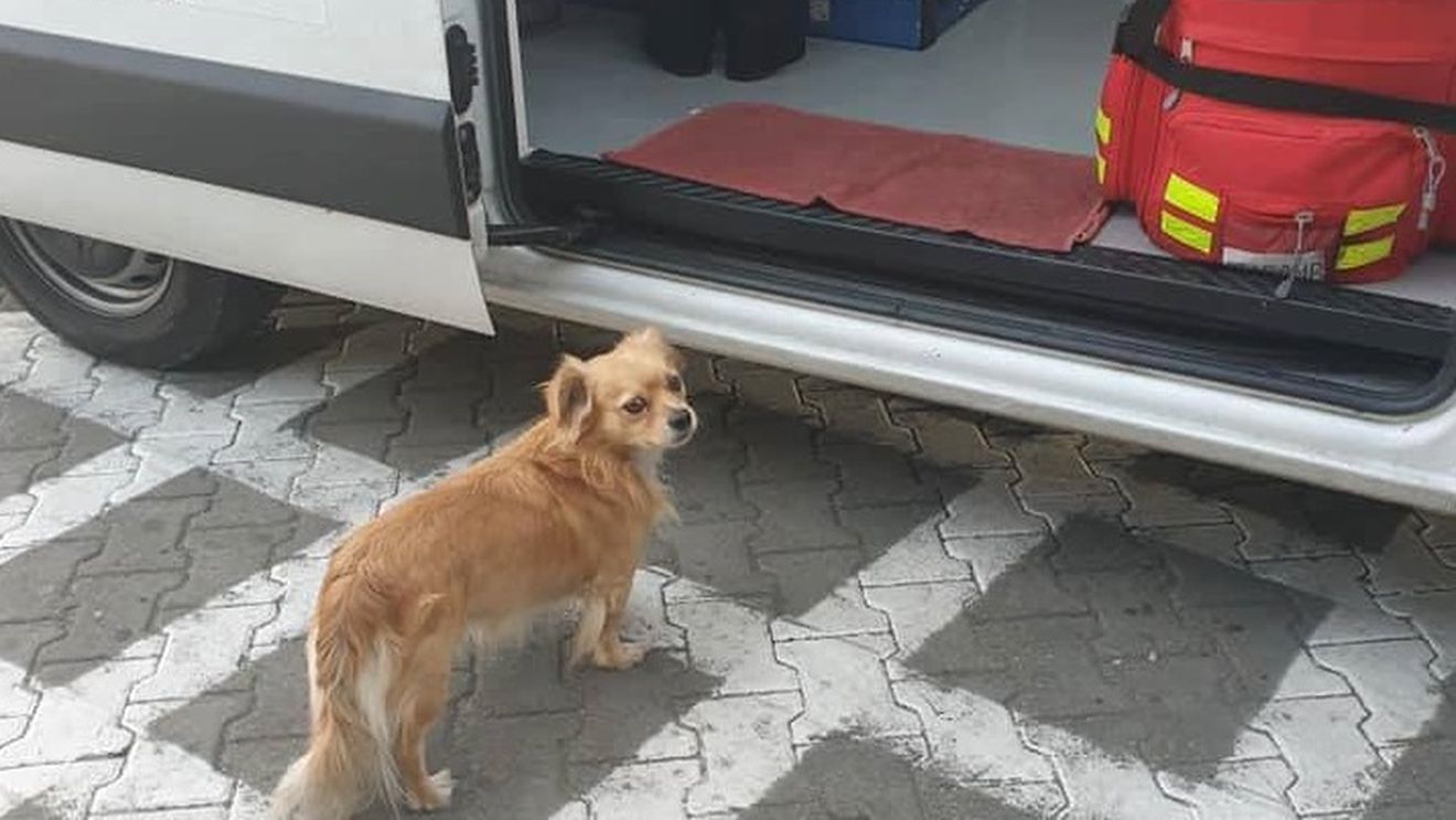 Poveste impresionantă la Slatina. Căţelul Bobiţă nu s-a dezlipit de salvarea unde era tratat stăpânul lui