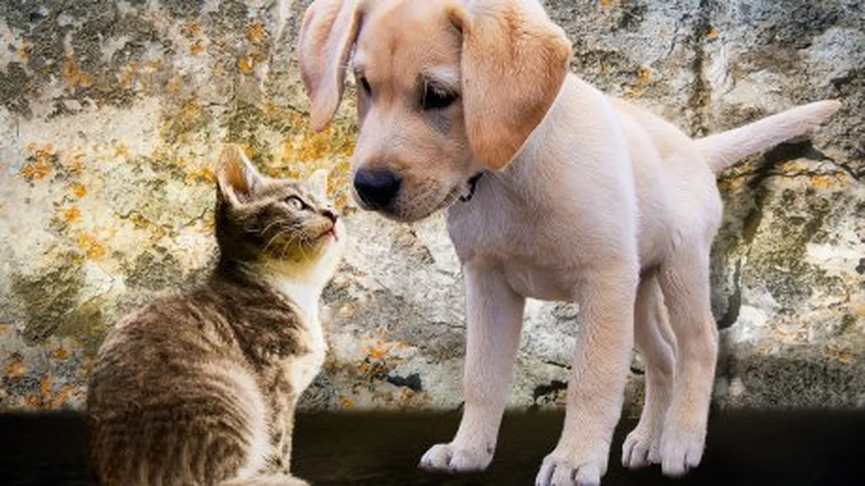 Consiliul General al Municipiului București a decis! Ce se întâmplă cu câinii și pisicile din București care nu au pedigree