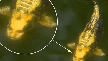 INCREDIBIL! Un crap a capatat trasaturi omenesti. Are nas, ochi si gura de om