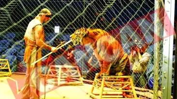 Un tigru si-a atacat dresorul in arena Circului Globus