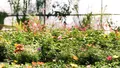 Florile pe care e bine să le plantezi în luna mai. Înfloresc în mijlocul verii, iar grădina ta va fi superbă
