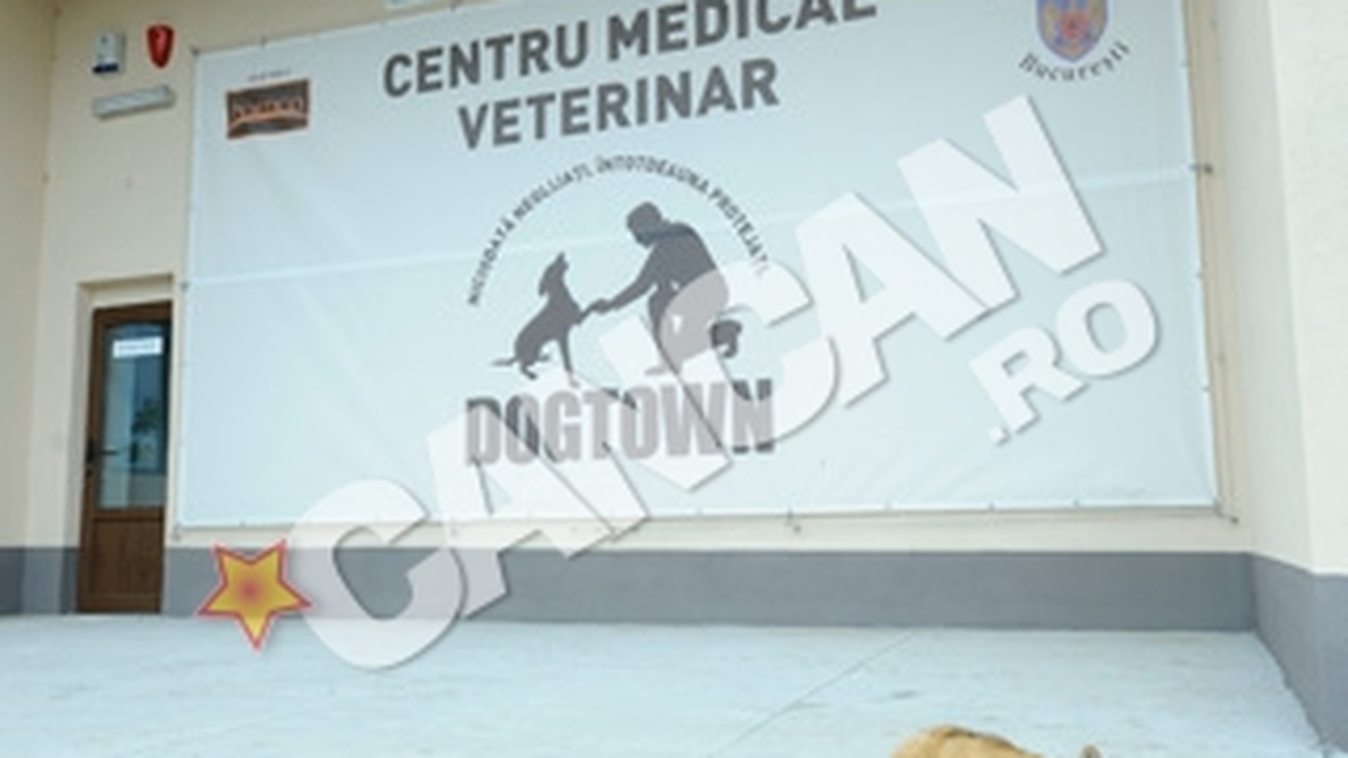 Ziua Portilor Deschise la Centrul de protectie a cainilor fara stapan Dogtown