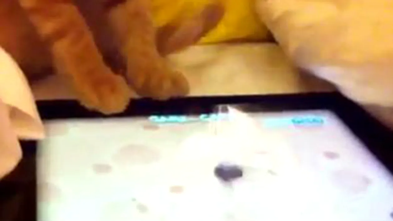 VIDEO Ai pisica si iPad acasa? Uite cum te poti distra cu ele!