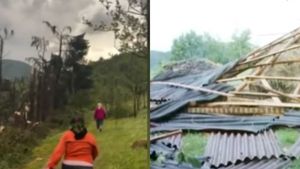 O furtună violentă a pus la pământ o pădure din Maramureș: ”Imagini de groază!” VIDEO