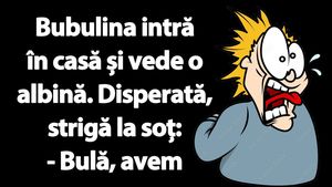 BANC | Bubulina intră în casă și vede o albină