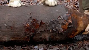 Dezamorsarea unei bombe a dus la evacuarea a 6.000 de persoane