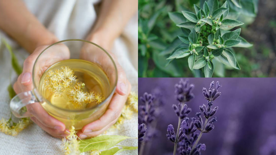 Plantele care te ajută să scapi de stres și oboseală. Ce recomandă specialiștii