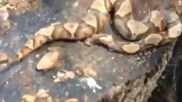 VIDEO. Sarpele asta e din iad! Era decapitat, cum a facut asta? Ce a putut sa surprinda pe camera un vanator!