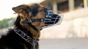 Cainii-politist din Danemarca sunt antrenati pentru a depista urme de sperma la locul violurilor