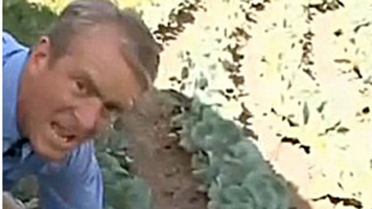 Plantatie de marijuana la usa casei lui Bin Laden