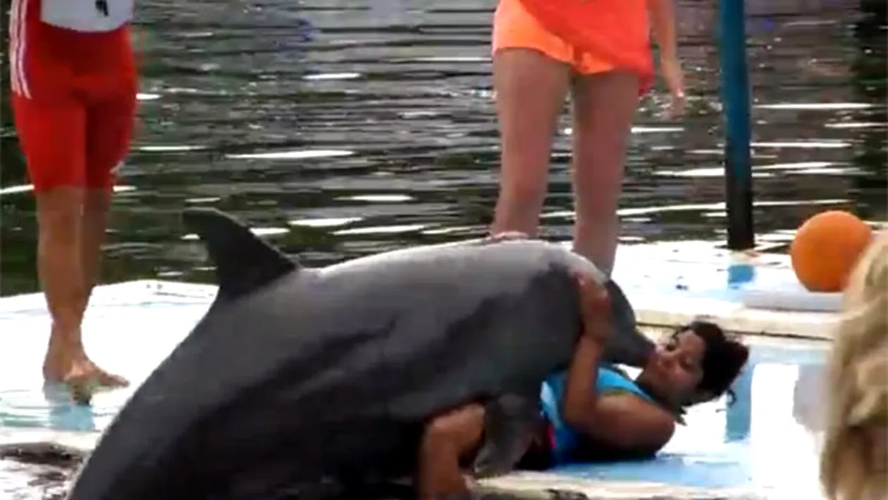 Video incredibil! Delfinul asta mic a fost excitat de balena asta ucigasa! Uite cum a sarit din apa pe o turista, sa o violeze, la propriu!