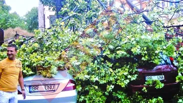 Copac prabusit peste masinile unui deputat si a unui viceprimar