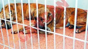 Cainii asasini, dati spre adoptie