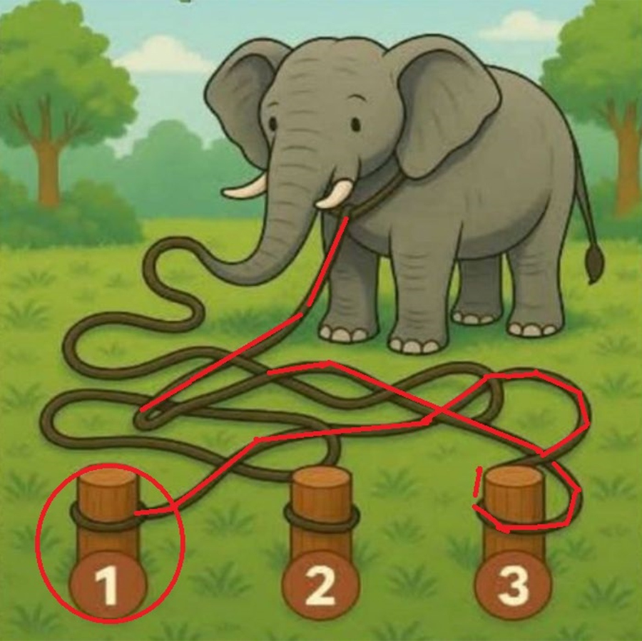 test iq 
