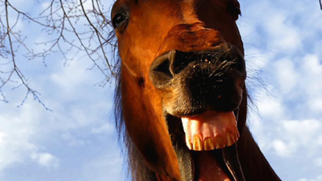 Tragedie în Timiş! Fetiţă de opt ani, omorâtă de un cal lăsat liber de către proprietar