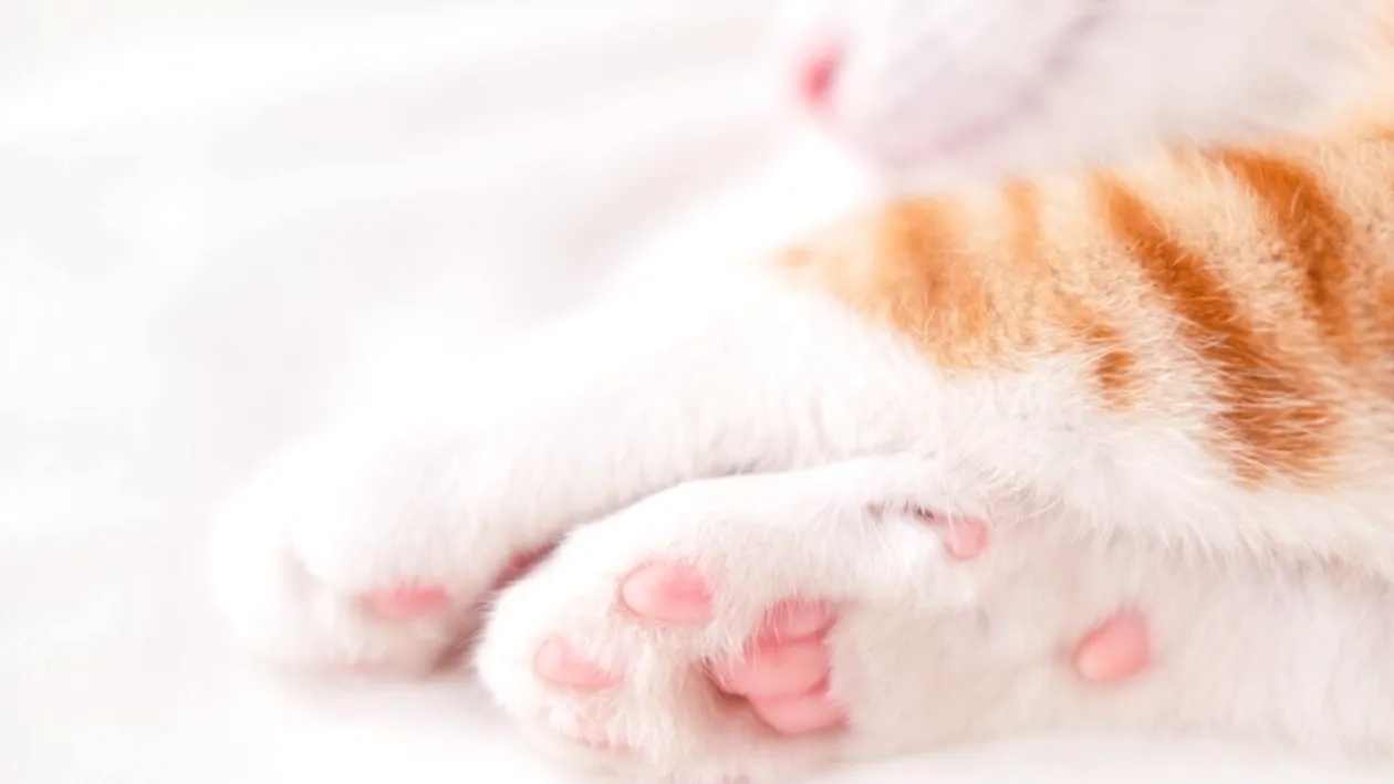 De ce au pisicile pernuțe pe lăbuțe, de fapt. Le-au apărut în urmă cu 50 de milioane de ani