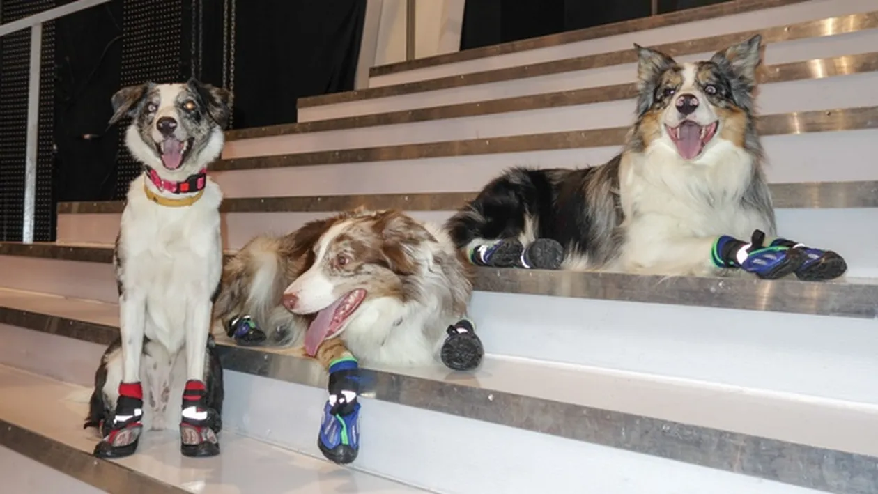 Cateii castigatori de la Romanii au Talent il asteapta pe Mos Nicolae cu ghetute noi! Uite ce-au mai facut preferatii publicului!