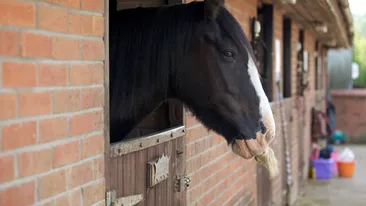 Un cal are ditamai mustata