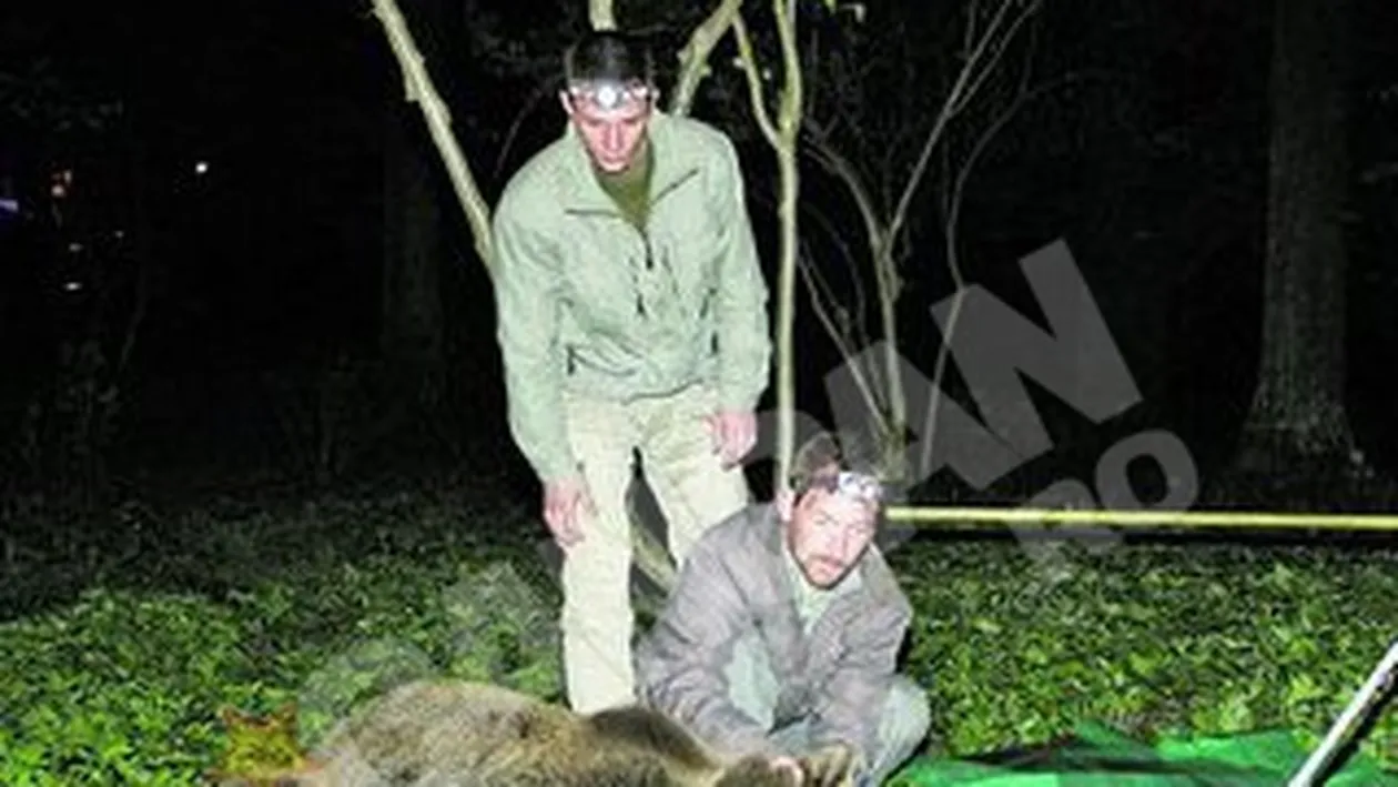 Ursii-mascota din Tusnad au fost capturati