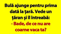 BANC | Bulă se duce la țară: Bade, de ce nu are coarne vaca ta?