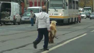 Soferilor care au trecut prin Giulesti nu le-a venit sa creada ce facea acest barbat cu o capra pe linia tramvaiului 11!