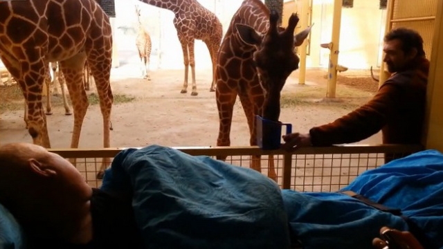 Reactia EMOTIONANTA a unei girafe in momentul in care vede chipul unui ingrijitor pe moarte! Clipul asta iti va rupe inima in doua