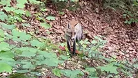 A crezut că nu vede bine! Ce animal sălbatic a fotografiat un ieșean, în timp ce se plimba în Parcul Copou