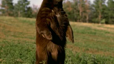 Asta da box la categoria grea! Uite aici cum se lupta doi ursi de la Zoo Brasov!