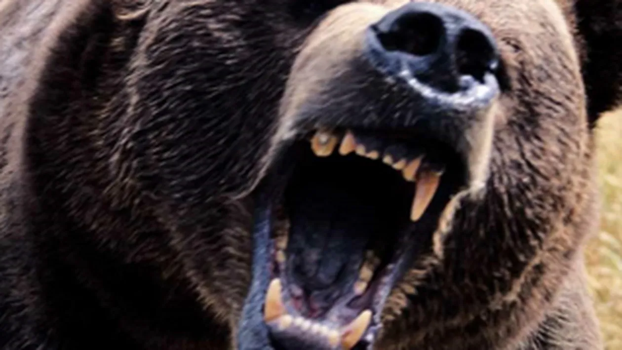 VIDEO Miorita reloaded! Un cioban atacat de urs a fost salvat de cainii credinciosi