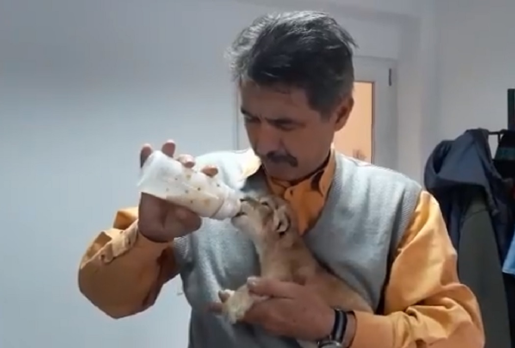 Puiul de leu a fost respins de mama lui