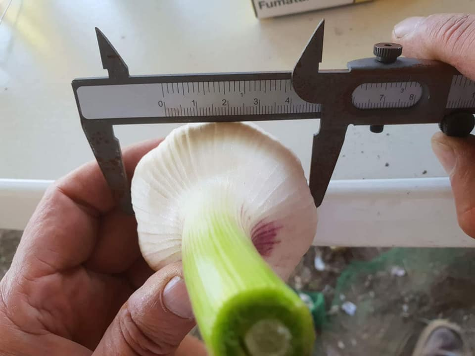 Dimensiunile căpățânii de usturoi sunt impresionante