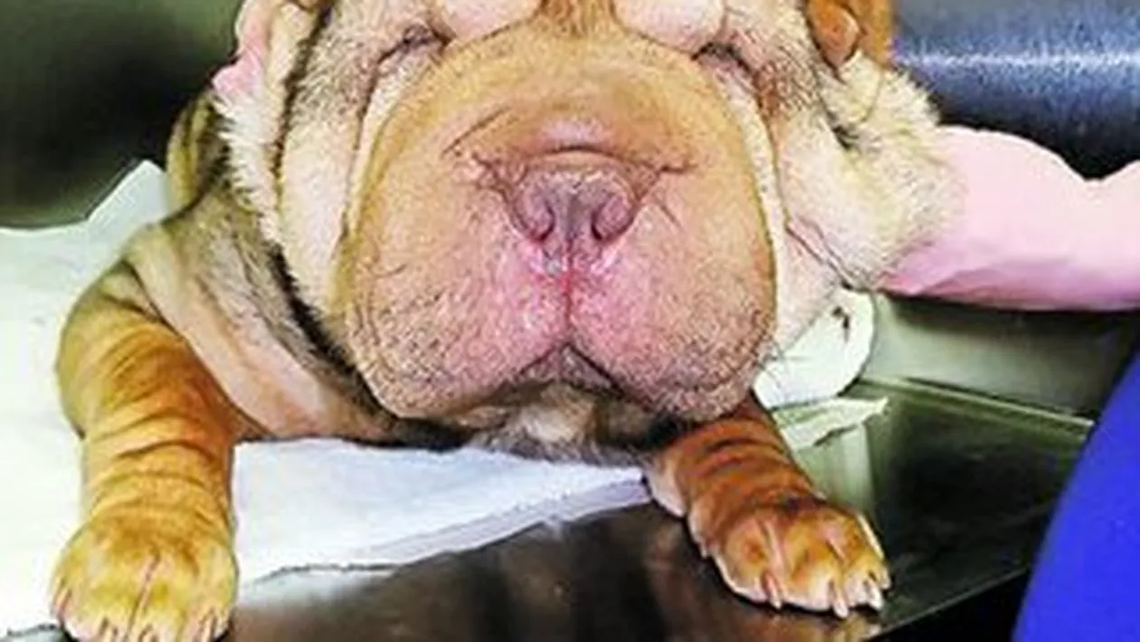 I-au facut lifting facial catelului