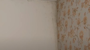 Cum să scapi de mucegaiul din casă fără să folosești produse scumpe. Alternativa pentru cei care au copii și animale de companie