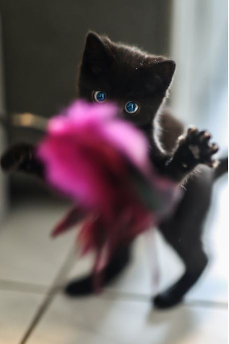 Ce vârstă are pisica ta în ani omenești. Calculul e foarte simplu! Vezi ce vedete preferă micuțele feline și cine a ales să își ia câine