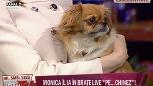 VIDEO Cea mai tare gluma de la CANCAN TV! Artene si Mantea i l-au adus PE CHINEZ Monicai Gabor in direct! Vezi cum l-a luat in brate si cum s-a bucurat!