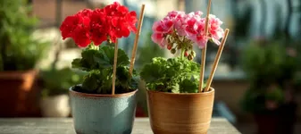 De ce ar trebui să pui un băț de lemn în ghiveci vara. Trucul spaniol care te ajută să nu-ți omori plantele